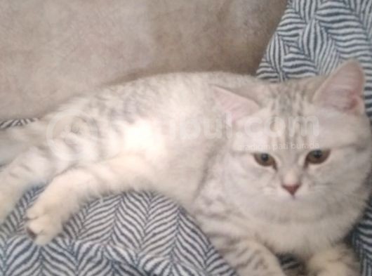 Ev Kedimin Güzel Yavrusu - Silver Shaded British Shorthair görsel