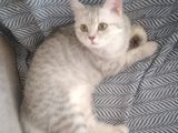 Ev Kedimin Güzel Yavrusu - Silver Shaded British Shorthair