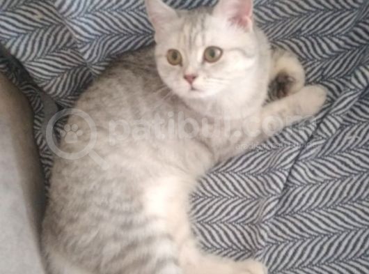 Ev Kedimin Güzel Yavrusu - Silver Shaded British Shorthair