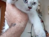 Beyaz Mavi̇ Gözlü Scottish Fold