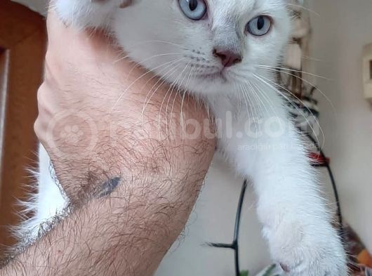 Beyaz Mavi̇ Gözlü Scottish Fold görsel