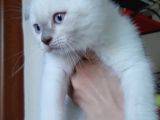 Beyaz Mavi̇ Gözlü Scottish Fold