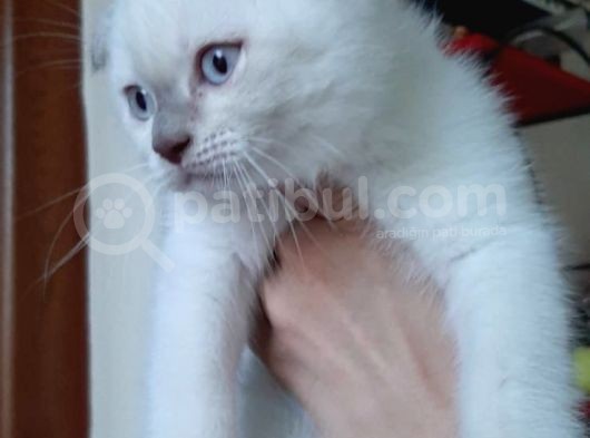 Beyaz Mavi̇ Gözlü Scottish Fold görsel
