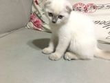 Beyaz Mavi̇ Gözlü Scottish Fold