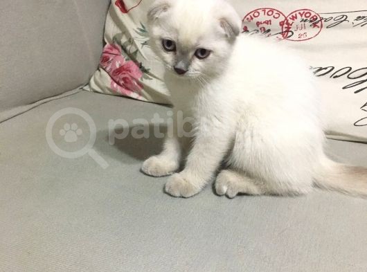 Beyaz Mavi̇ Gözlü Scottish Fold görsel