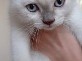 Beyaz Mavi̇ Gözlü Scottish Fold