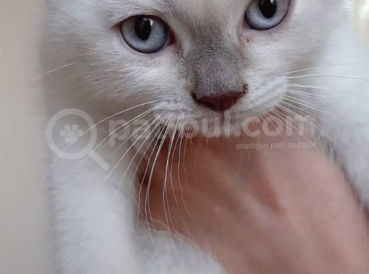 Beyaz Mavi̇ Gözlü Scottish Fold