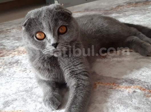 Beyaz Mavi̇ Gözlü Scottish Fold görsel