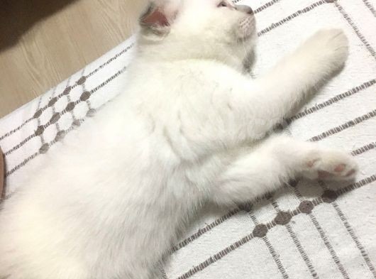 Beyaz Mavi̇ Gözlü Scottish Fold görsel