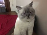 Beyaz Mavi̇ Gözlü Scottish Fold