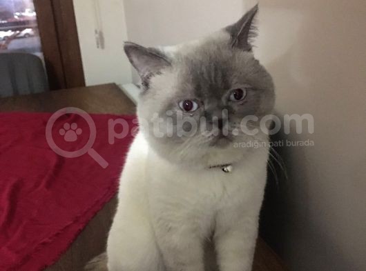 Beyaz Mavi̇ Gözlü Scottish Fold görsel