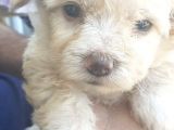 Maltese Terrier