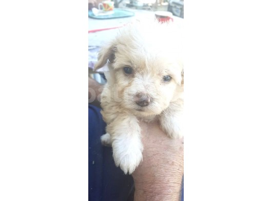 Maltese Terrier