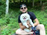 Pomeranian Boo Yetişkin Erkek Beyaz