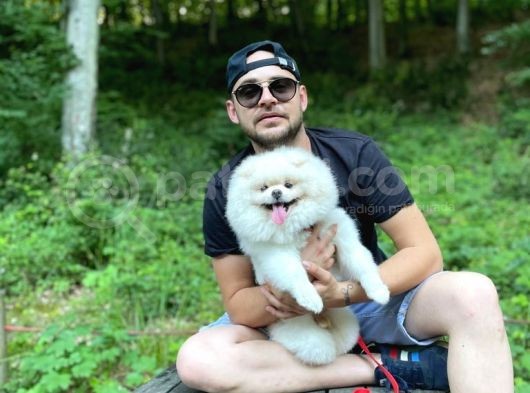 Pomeranian Boo Yetişkin Erkek Beyaz