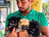 Pomeranian Dişi Yavrular