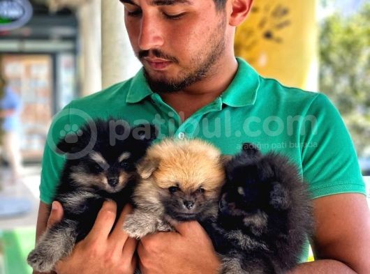 Pomeranian Dişi Yavrular