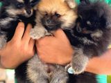 Pomeranian Boo Disi Yavru