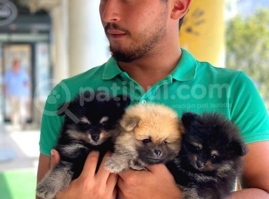Pomeranian Yavru Disi Ev Uretimimiz