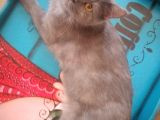 Ev Kedimin Güzel Yavrusu - Silver Shaded British Shorthair