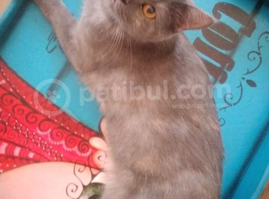 Ev Kedimin Güzel Yavrusu - Silver Shaded British Shorthair görsel