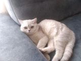 Ev Kedimin Güzel Yavrusu - Golden Tabby British Shorthair