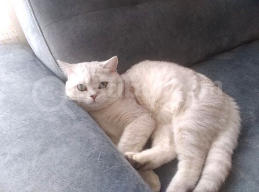 Ev Kedimin Güzel Yavrusu - Golden Tabby British Shorthair görsel