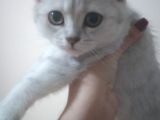 Ev Kedimin Güzel Yavrusu - Silver Shaded British Shorthair
