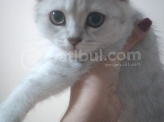 Ev Kedimin Güzel Yavrusu - Silver Shaded British Shorthair görsel