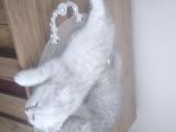 Ev Kedimin Güzel Yavrusu - Silver Shaded British Shorthair