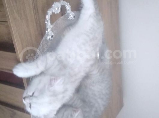 Ev Kedimin Güzel Yavrusu - Silver Shaded British Shorthair görsel