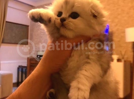 Scotish Fold Longhair Yavrular Çok Sağlıklı görsel