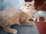 Ev Kedimin Güzel Yavrusu - Golden Tabby British Shorthair