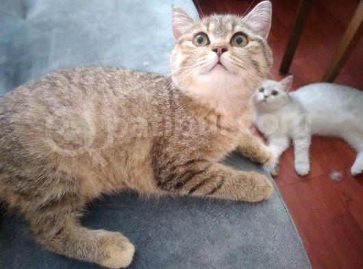 Ev Kedimin Güzel Yavrusu - Golden Tabby British Shorthair görsel