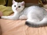 Safkan Erkek Bri̇ti̇sh Shorthai̇r Si̇lver Shaded