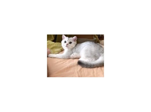 Safkan Erkek Bri̇ti̇sh Shorthai̇r Si̇lver Shaded görsel