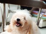 Orjinal Toy Poodle Yavrularımız