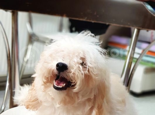 Orjinal Toy Poodle Yavrularımız
