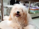 Orjinal Toy Poodle Yavrularımız
