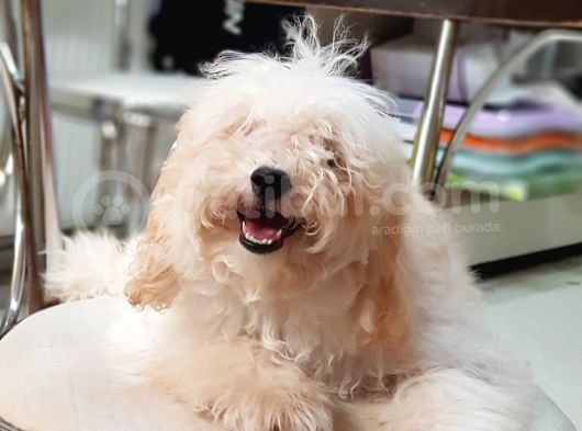 Orjinal Toy Poodle Yavrularımız görsel