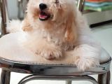 Orjinal Toy Poodle Yavrularımız