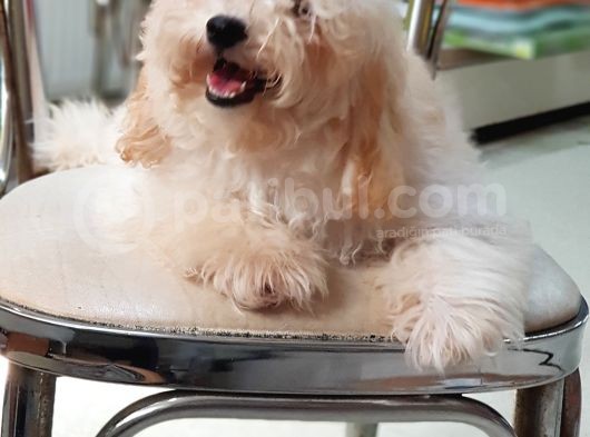 Orjinal Toy Poodle Yavrularımız görsel