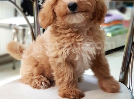 Orjinal Sağlık Garantili Maltipoo Yavrularımız görsel