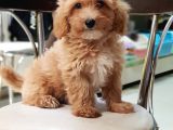 Orjinal Sağlık Garantili Maltipoo Yavrularımız