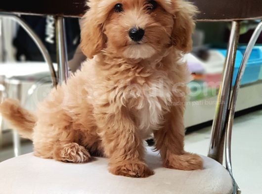 Orjinal Sağlık Garantili Maltipoo Yavrularımız görsel