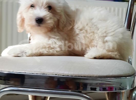 Orjinal Sağlık Garantili Maltipoo Yavrularımız görsel