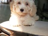 Orjinal Sağlık Garantili Maltipoo Yavrularımız