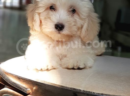 Orjinal Sağlık Garantili Maltipoo Yavrularımız görsel