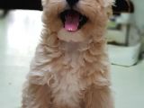 Orjinal Sağlık Garantili Maltipoo Yavrularımız