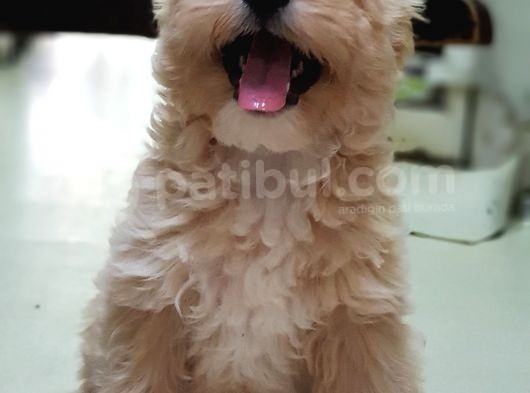 Orjinal Sağlık Garantili Maltipoo Yavrularımız